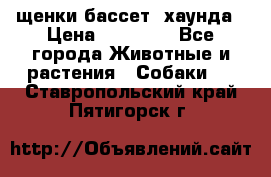 щенки бассет- хаунда › Цена ­ 20 000 - Все города Животные и растения » Собаки   . Ставропольский край,Пятигорск г.